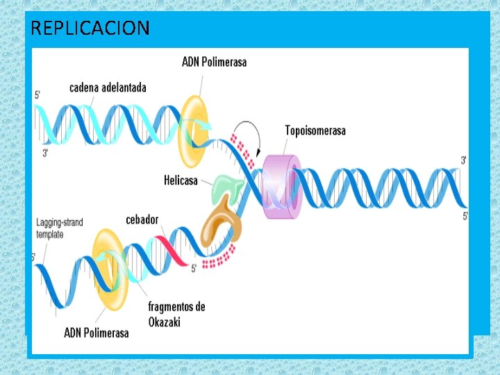 REPLICACION 