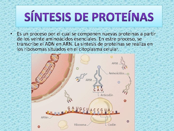  • Es un proceso por el cual se componen nuevas proteínas a partir