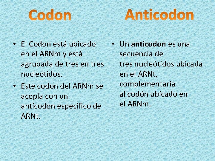  • El Codon está ubicado • Un anticodon es una en el ARNm