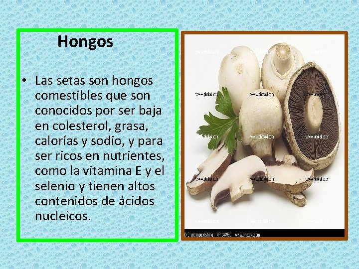 Hongos • Las setas son hongos comestibles que son conocidos por ser baja en