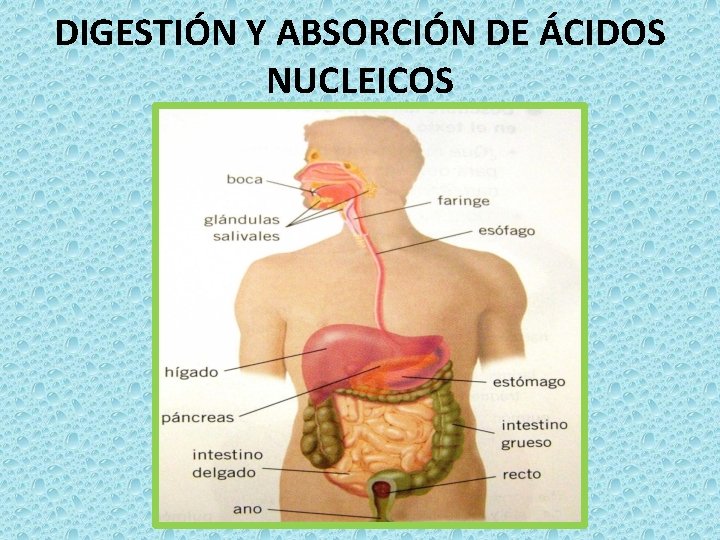 DIGESTIÓN Y ABSORCIÓN DE ÁCIDOS NUCLEICOS 