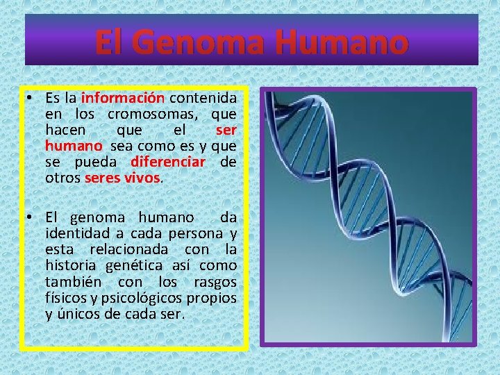 El Genoma Humano • Es la información contenida en los cromosomas, que hacen que