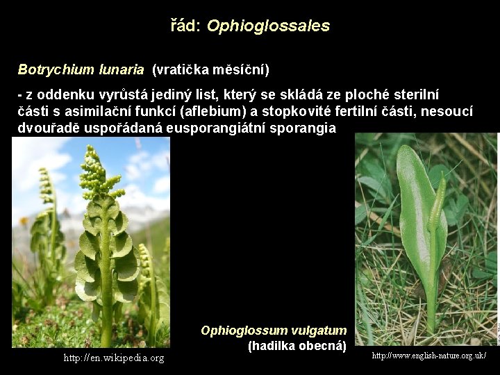 řád: Ophioglossales Botrychium lunaria (vratička měsíční) - z oddenku vyrůstá jediný list, který se