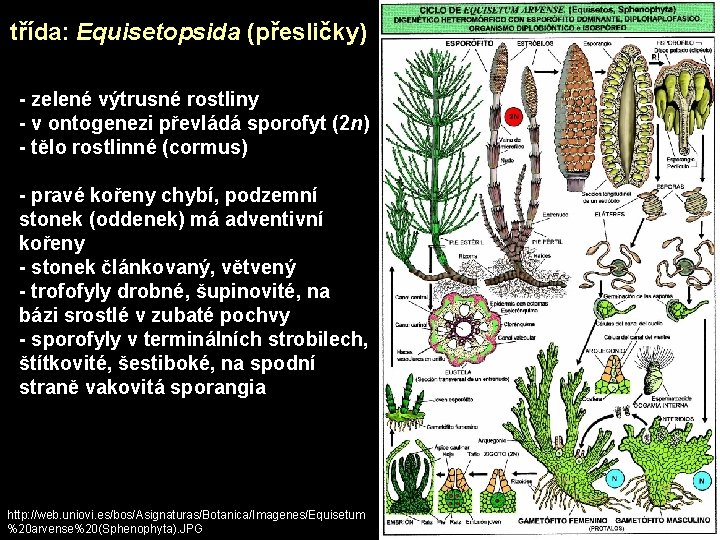 třída: Equisetopsida (přesličky) - zelené výtrusné rostliny - v ontogenezi převládá sporofyt (2 n)
