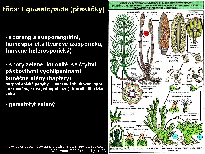 třída: Equisetopsida (přesličky) - sporangia eusporangiátní, homosporická (tvarově izosporická, funkčně heterosporická) - spory zelené,