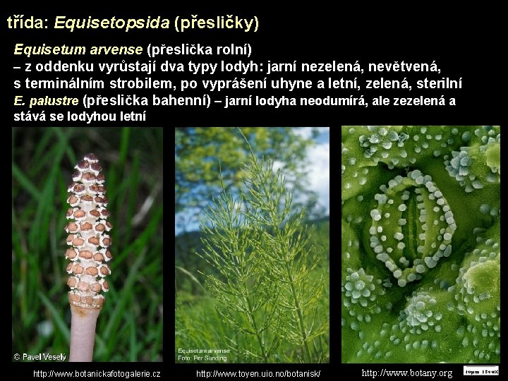 třída: Equisetopsida (přesličky) Equisetum arvense (přeslička rolní) – z oddenku vyrůstají dva typy lodyh: