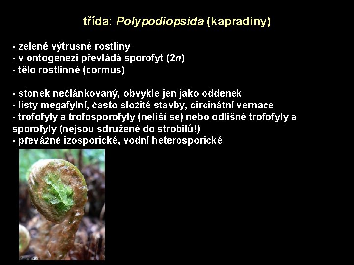 třída: Polypodiopsida (kapradiny) - zelené výtrusné rostliny - v ontogenezi převládá sporofyt (2 n)