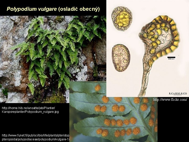 Polypodium vulgare (osladič obecný) http: //www. flickr. com/ http: //home. hib. no/ansatte/jeb/Planter/ Karsporeplanter/Polypodium_vulgare. jpg