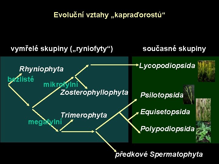 Evoluční vztahy „kapraďorostů“ vymřelé skupiny („ryniofyty“) současné skupiny Rhyniophyta bezlisté mikrofylní Zosterophyllophyta Lycopodiopsida Trimerophyta