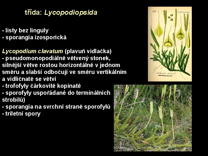 třída: Lycopodiopsida - listy bez linguly - sporangia izosporická Lycopodium clavatum (plavuň vidlačka) -