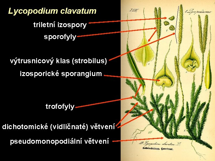 Lycopodium clavatum triletní izospory sporofyly výtrusnicový klas (strobilus) izosporické sporangium trofofyly dichotomické (vidličnaté) větvení