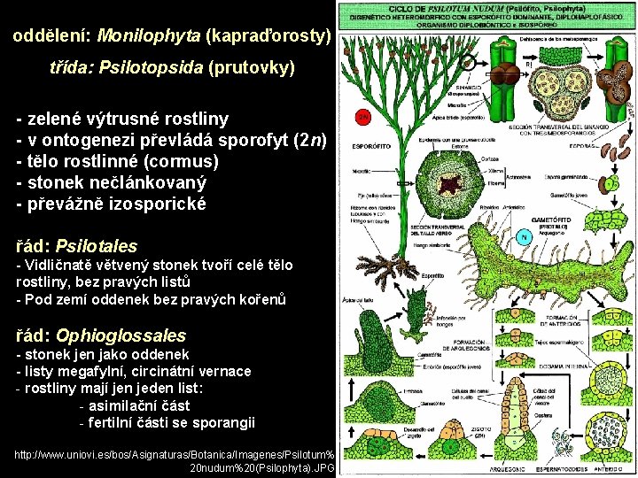 oddělení: Monilophyta (kapraďorosty) třída: Psilotopsida (prutovky) - zelené výtrusné rostliny - v ontogenezi převládá
