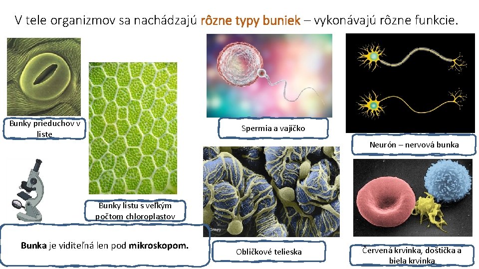 Bunka a jej truktry Bunka Zkladn stavebn a