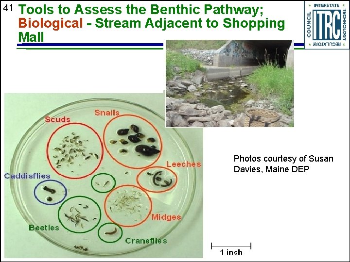 41 Tools to Assess the Benthic Pathway; Biological - Stream Adjacent to Shopping Mall