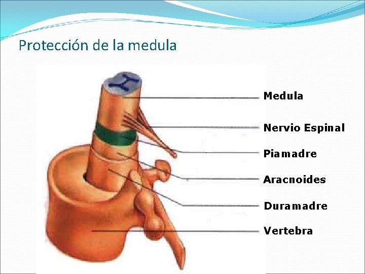 Protección de la medula Medula Nervio Espinal Piamadre Aracnoides Duramadre Vertebra 