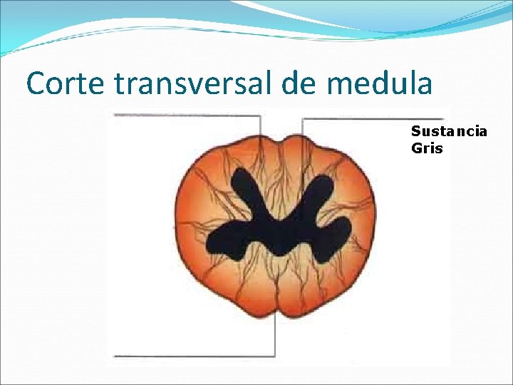 Corte transversal de medula Sustancia Gris 