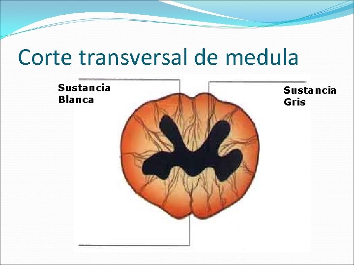 Corte transversal de medula Sustancia Blanca Sustancia Gris 