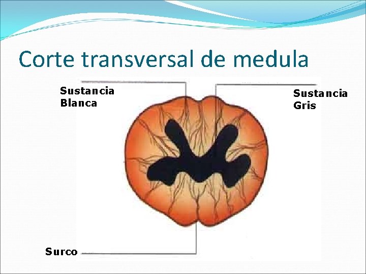 Corte transversal de medula Sustancia Blanca Surco Sustancia Gris 