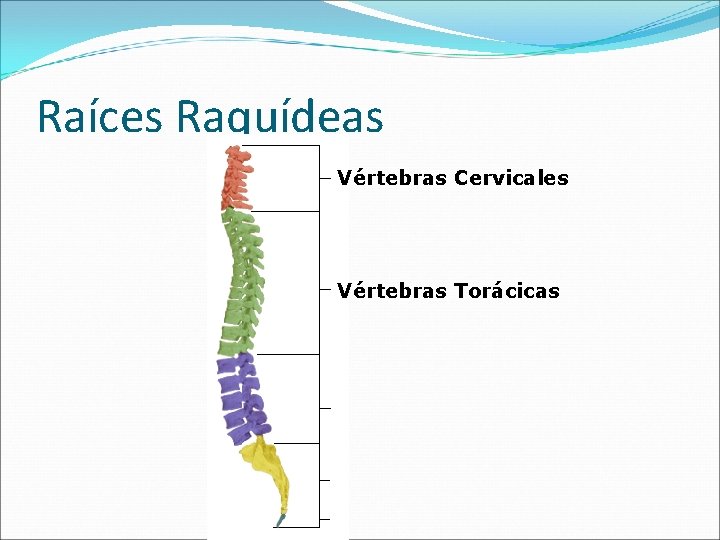 Raíces Raquídeas Vértebras Cervicales Vértebras Torácicas 