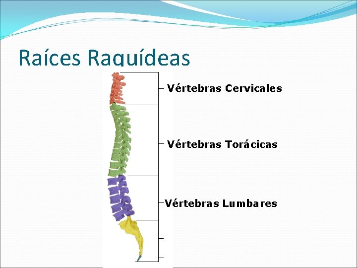 Raíces Raquídeas Vértebras Cervicales Vértebras Torácicas Vértebras Lumbares 