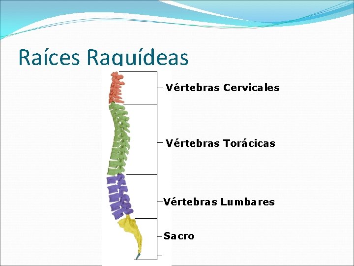 Raíces Raquídeas Vértebras Cervicales Vértebras Torácicas Vértebras Lumbares Sacro 