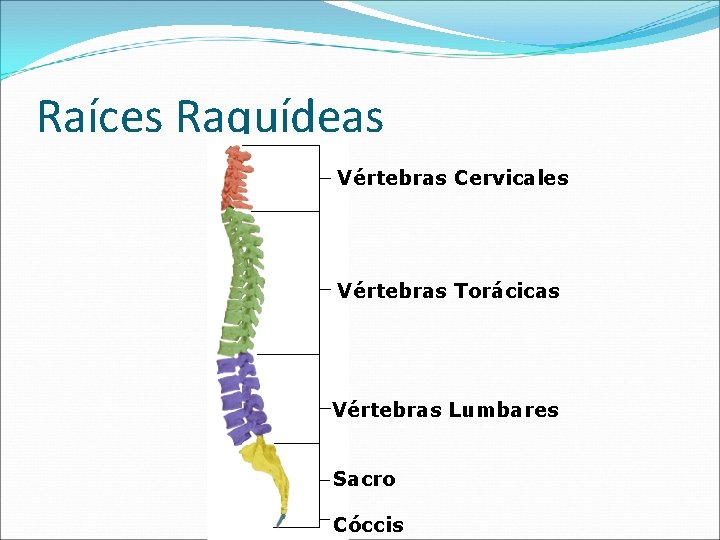 Raíces Raquídeas Vértebras Cervicales Vértebras Torácicas Vértebras Lumbares Sacro Cóccis 