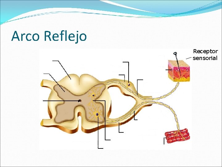 Arco Reflejo Receptor sensorial 