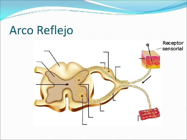 Arco Reflejo Receptor sensorial 