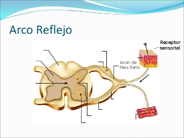 Arco Reflejo Receptor sensorial Axon de Neu. Sens. 