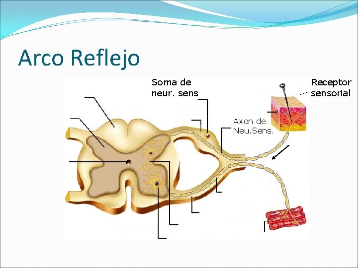 Arco Reflejo Soma de neur. sens Receptor sensorial Axon de Neu. Sens. 