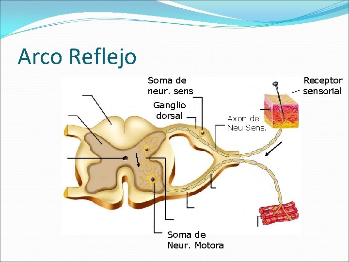 Arco Reflejo Soma de neur. sens Ganglio dorsal Soma de Neur. Motora Receptor sensorial