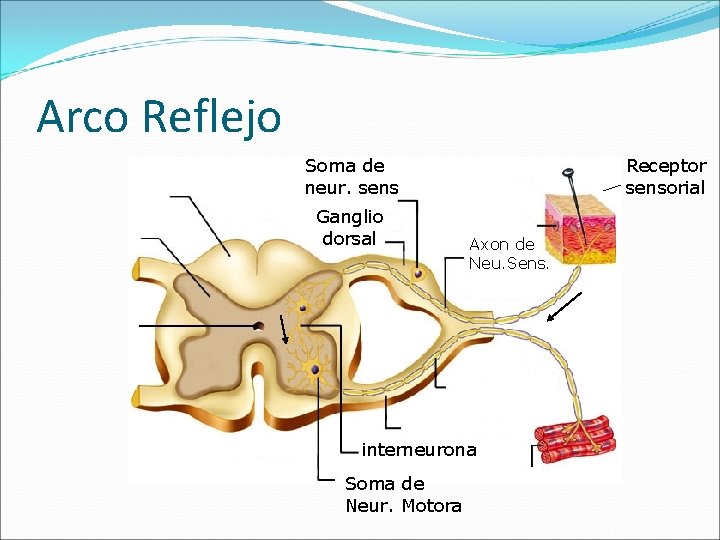 Arco Reflejo Soma de neur. sens Ganglio dorsal Receptor sensorial Axon de Neu. Sens.