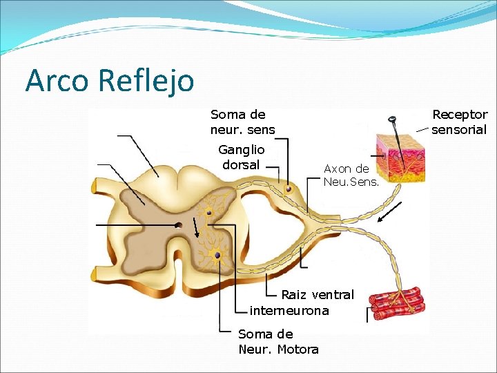 Arco Reflejo Soma de neur. sens Ganglio dorsal Receptor sensorial Axon de Neu. Sens.