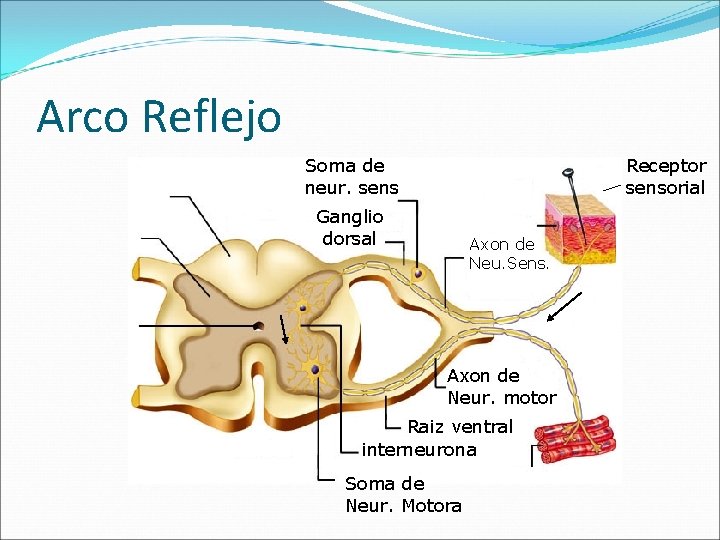 Arco Reflejo Soma de neur. sens Receptor sensorial Ganglio dorsal Axon de Neu. Sens.