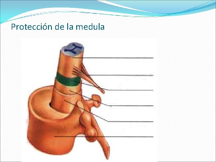 Protección de la medula 