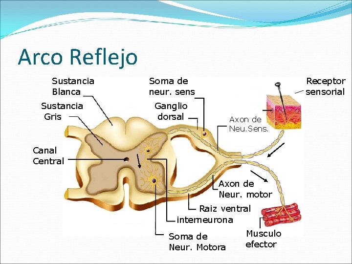 Arco Reflejo Sustancia Blanca Sustancia Gris Soma de neur. sens Receptor sensorial Ganglio dorsal
