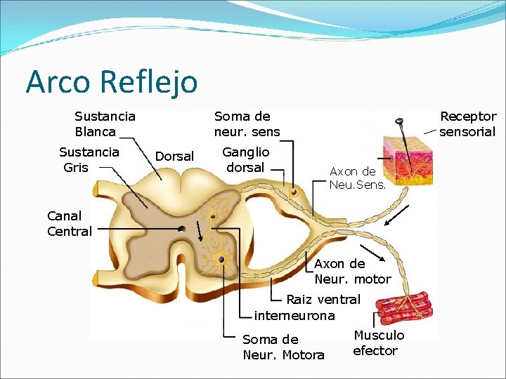 Arco Reflejo Sustancia Blanca Sustancia Gris Soma de neur. sens Dorsal Receptor sensorial Ganglio