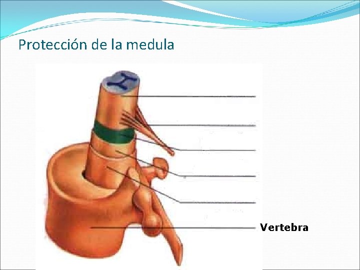 Protección de la medula Vertebra 