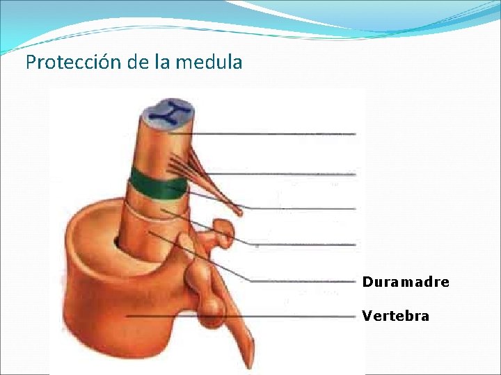 Protección de la medula Duramadre Vertebra 