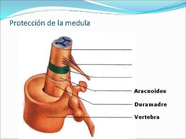 Protección de la medula Aracnoides Duramadre Vertebra 