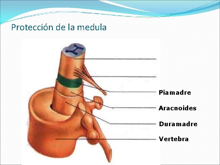 Protección de la medula Piamadre Aracnoides Duramadre Vertebra 