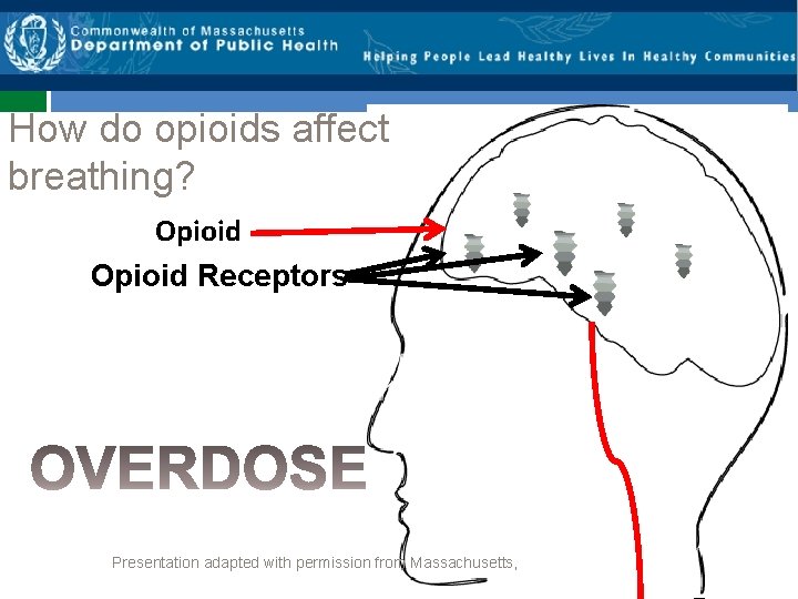 How do opioids affect breathing? Opioid Receptors Presentation adapted with permission from Massachusetts, 