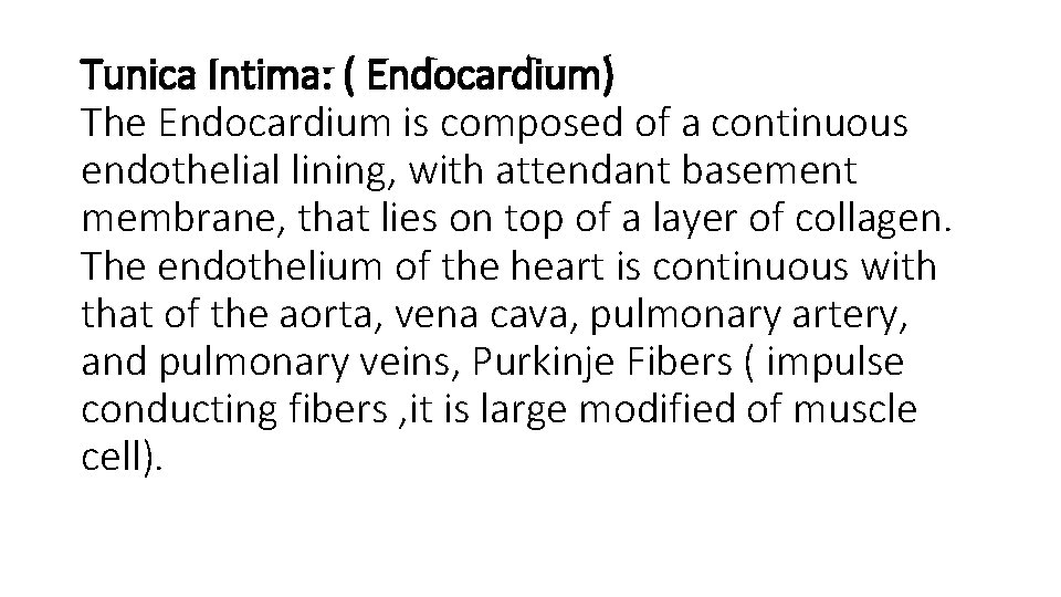 Tunica Intima: ( Endocardium) The Endocardium is composed of a continuous endothelial lining, with