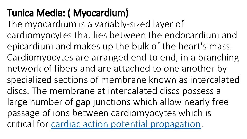 Tunica Media: ( Myocardium) The myocardium is a variably-sized layer of cardiomyocytes that lies