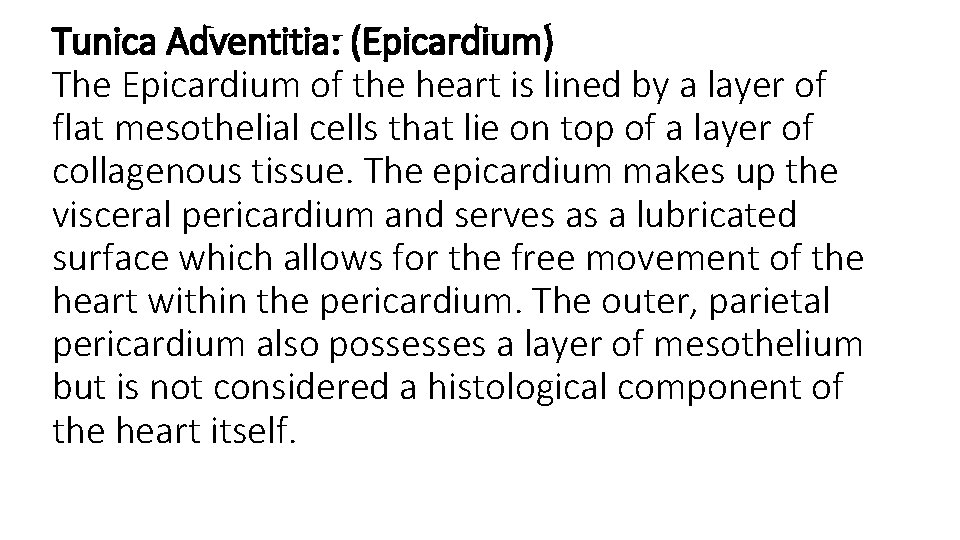 Tunica Adventitia: (Epicardium) The Epicardium of the heart is lined by a layer of