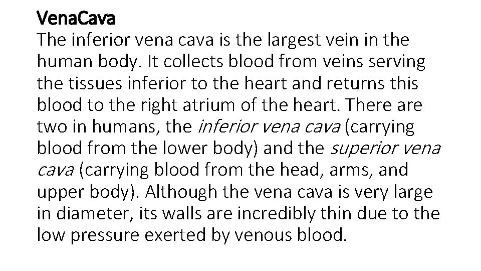 Vena. Cava The inferior vena cava is the largest vein in the human body.