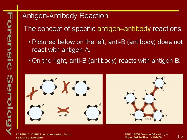 Antigen-Antibody Reaction The concept of specific antigen–antibody reactions • Pictured below on the left,