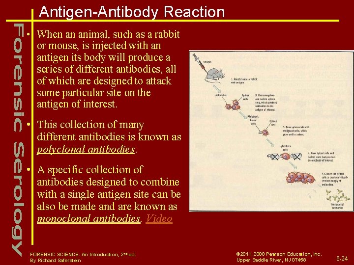 Antigen-Antibody Reaction • When an animal, such as a rabbit or mouse, is injected