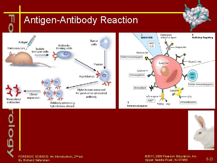 Antigen-Antibody Reaction FORENSIC SCIENCE: An Introduction, 2 nd ed. By Richard Saferstein © 2011,