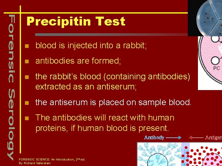 Precipitin Test n blood is injected into a rabbit; n antibodies are formed; n